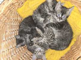 Bengal Mix kittens ready to leave now.