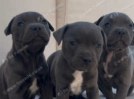 Quality staffordshire bull terrier litter