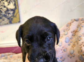 Labrador puppy's for sale