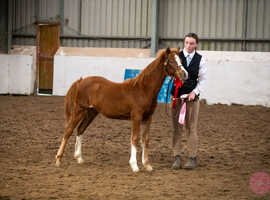 Section b Filly Foal