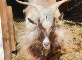 Gorgeous proven billy for hire - free off season rates