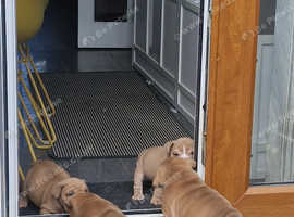 English bulldogs