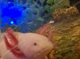 3x axolotls plus full set up