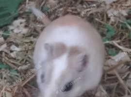 Two young female Gerbils & large cage