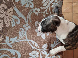 Bullterrier puppy.