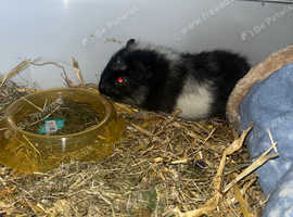 2 male guinea pigs 2/3 months old