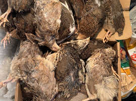 BOP feed quails