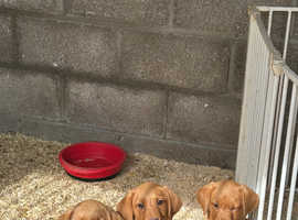 KC registered fox red Labrador puppies