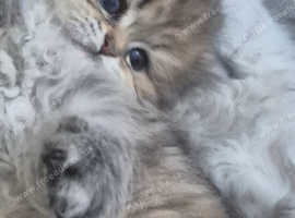 Pedigree persian kittens
