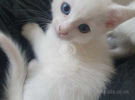 White kitten rare eyes