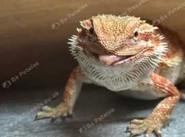 BLUE BAR / ORANGE LEATHERBACK BEARDED DRAGON