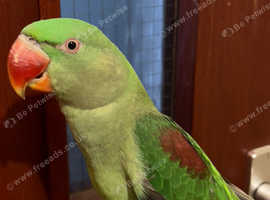 Stunning young alexandrine parrot for sale