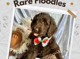 Top quality, rare Floodle puppies coming soon!