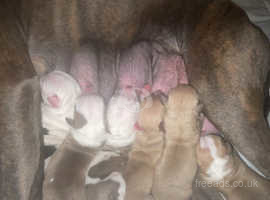 Puppies for sale not ready till June