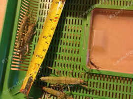Various stick insects for sale