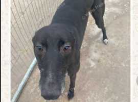 RESCUE GREYHOUNDS FOR ADOPTION