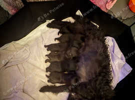 Patterdale terriers pupps
