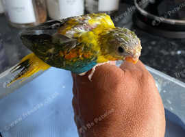 Silly tame Turk parakeet