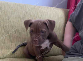Make and Female pocket bully 10 weeks old