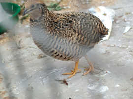 Breeding pair of chinese (button) quail