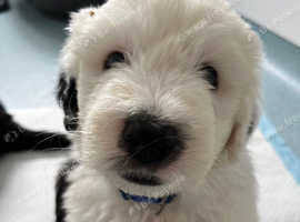 Beautiful old English sheepdog puppies