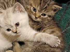 Bsh X Scottish straight kittens