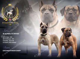 Presa canario pups