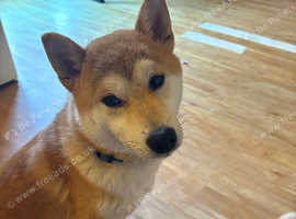 Beautiful 1 year Old Shiba