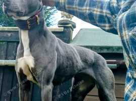 Lurcher pups