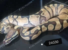 Royal Python Baby, Cb24 Enchi in Sheffield on Freeads Classifieds ...