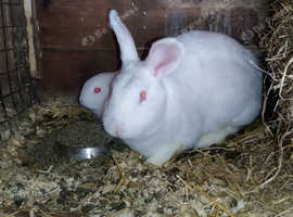 New Zealand White litter