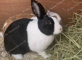 Dutch female rabbit