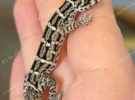 Viper gecko group plus emclosure