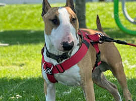 Kc reg red and white English bull terrier