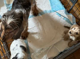 One Fully vaccinated show cocker spaniel puppy