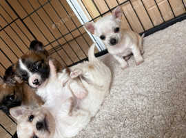 Chorkie puppies