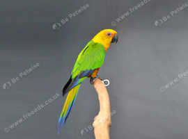 Pet Birds UK Find Pets at Freeads UK s 1 Classified Ads