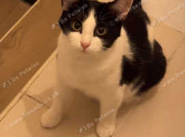 Missing 9 years old cat