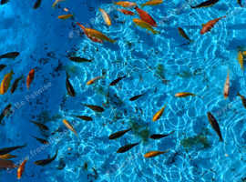 Assorted pond fish mainly goldfish ranging from 2 to 6 inches