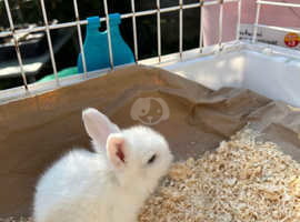 lionhead rabbit for sale melbourne