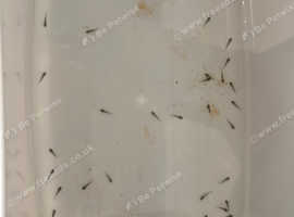 Axolotl babies