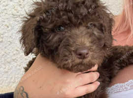 Amazing Spanish Water Dog Puppies :)
