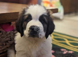 St bernard x hot sale puppies for sale