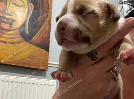 Red boy staff puppy left