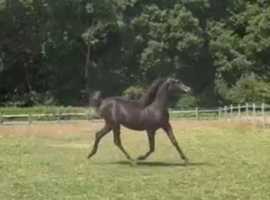 Black Arabian yearling filly show trained   Very well bred ,