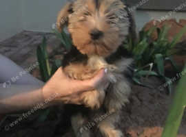 Yorkie male