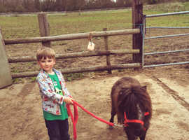 Ruby 2 year old miniature pony