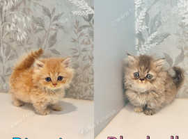 2 gorgeous rare tiny rug hugger munchkin kittens