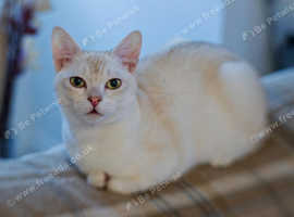 Burmilla - 8 months kitten looking for an extra special home