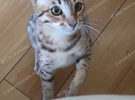 Stunning F5 Savannah kittens